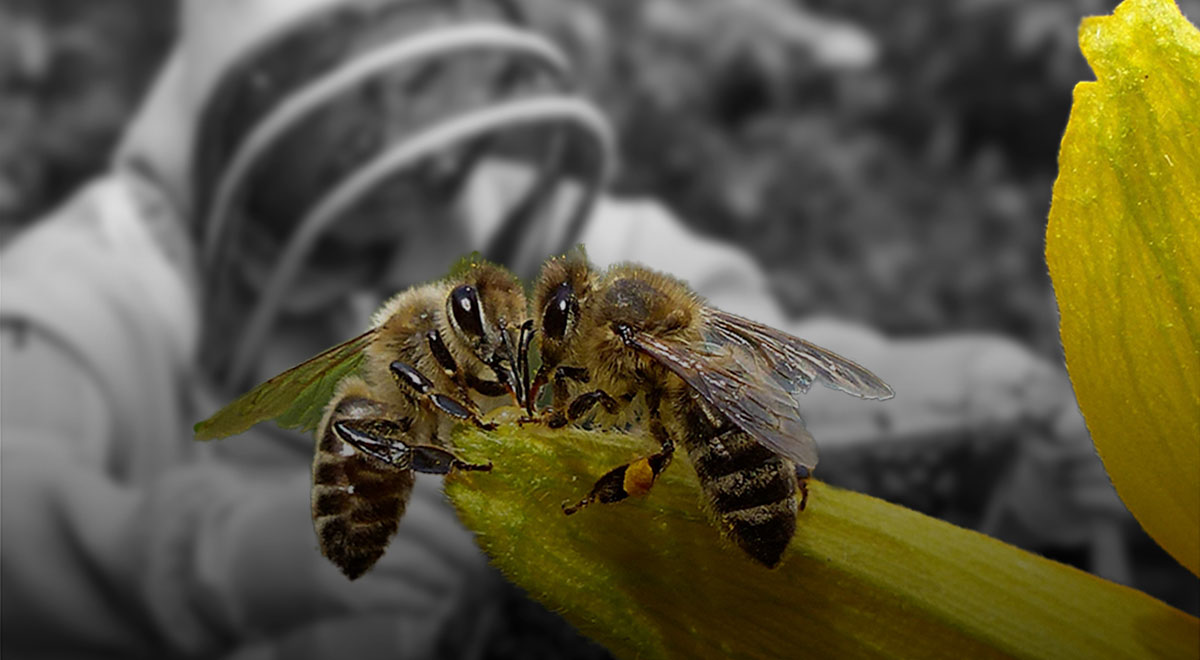  El cambio climático, el uso de agropesticidas y la tala de árboles han afectado a la población de abejas en el mundo, lo que puede resultar muy perjudicial para nuestro ecosistema. Sol y Miel es un emprendimiento que trabaja comercializando miel y creando conciencia sobre la relevancia de las abejas para nosotros y nuestro planeta. 