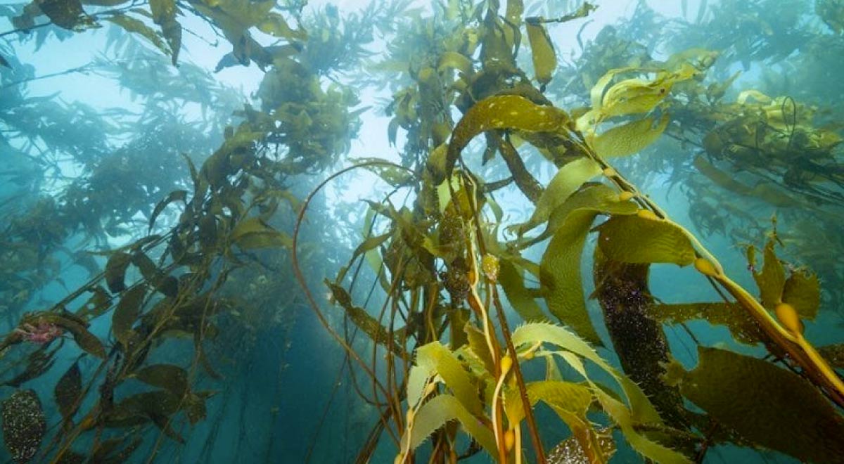  Los bosques de algas se ven amenazados por la explotación económica desregularizada. Bosques Azules busca educar y concientizar a la población sobre este valioso patrimonio natural. 